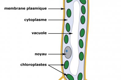 Structure schématique d'une cellule de parenchyme foliaire